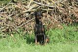 DOBERMANN 042